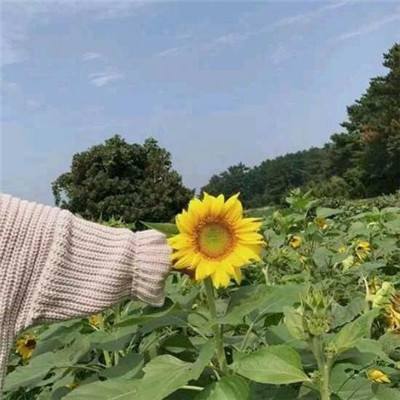 九游幻想之城游戏下载